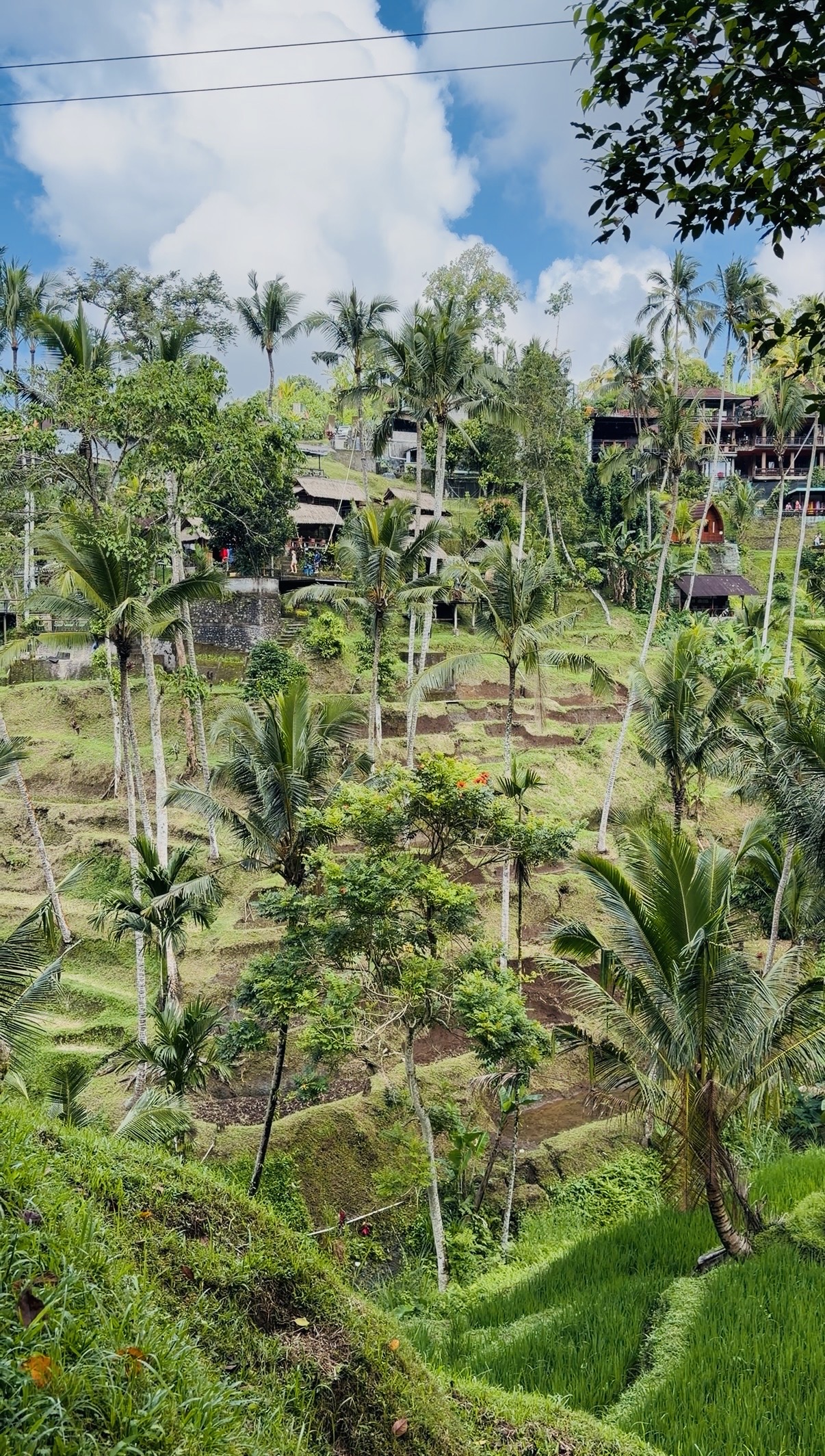 Tegalalang Rice Terraces